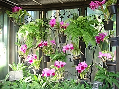 366 Longwood Gardens [2008 August 23]